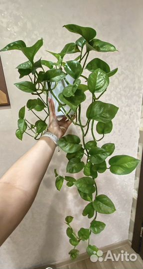 Эпипремнум