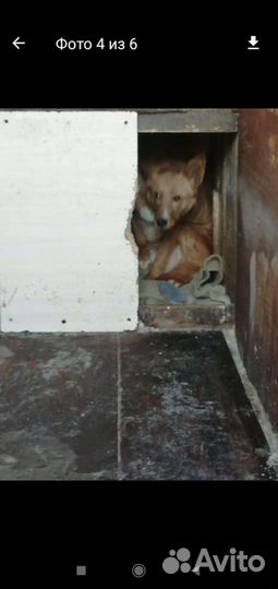 Собака ищет дом