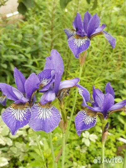 Ирис сибирский