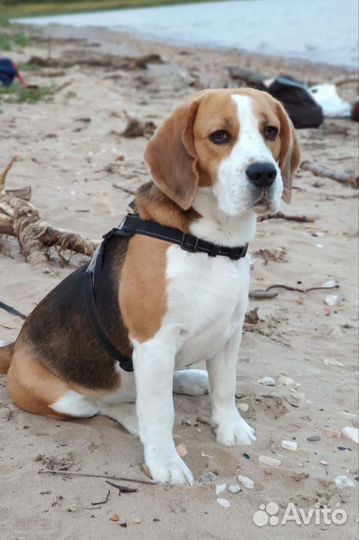 Щенки бигль