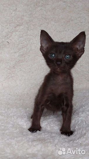 Ориентальные котята