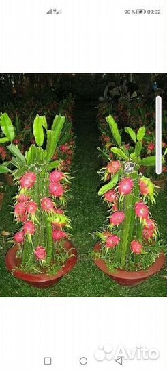 Питахайя белая, красная и желтая