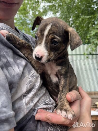 Продаем щенков