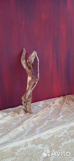 Коряги, корни