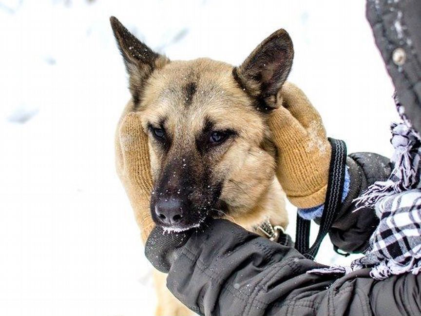 В поисках дома некрупная молодая собачка Волча