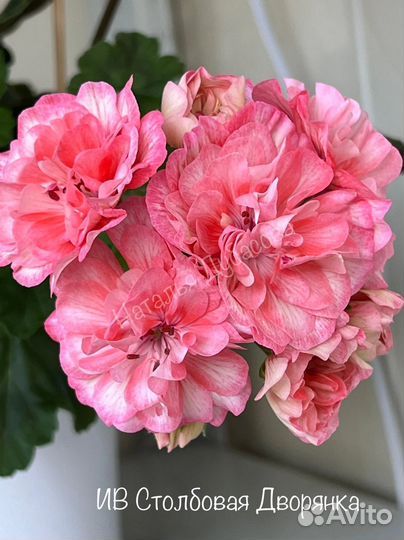 Пеларгония герань