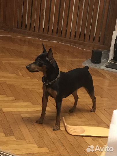 Щенки цвергпинчера