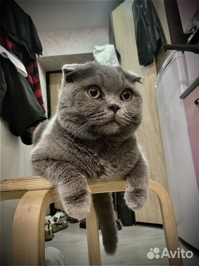 Шотладский вислоухий кот в добрые руки