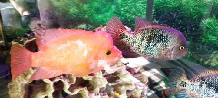 Аквариум 240 рыбы