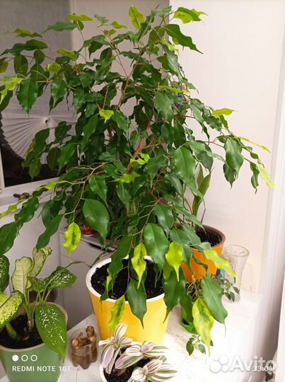 Фикус бенджамина
