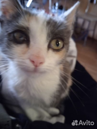 Котенок девочка бесплатно