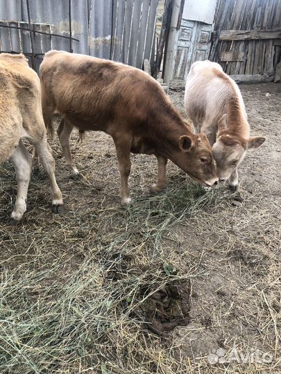 Продаются коровы с телятами