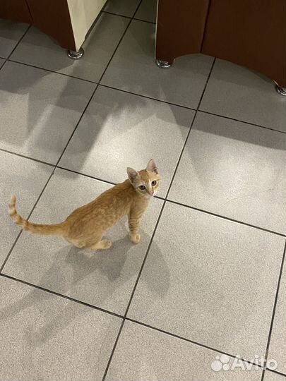 Котик(мальчик )
