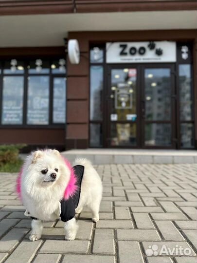 Померанский шпиц вязка кобель