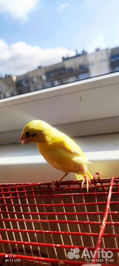 Кенара и канарейки