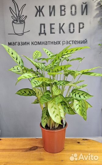 Комнатные растения цветы