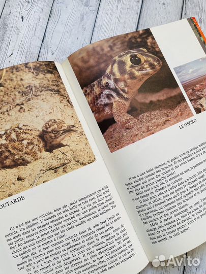 Les enfants de l'ar-en-ciel / Дети радуги