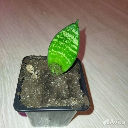 Кактусы и суккуленты