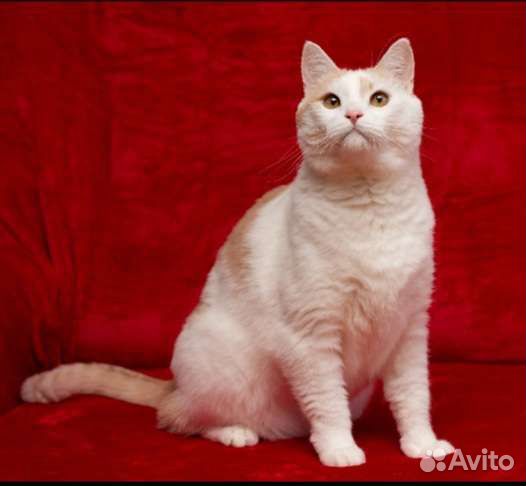 Молодой котик Ерема в добрые ручки)