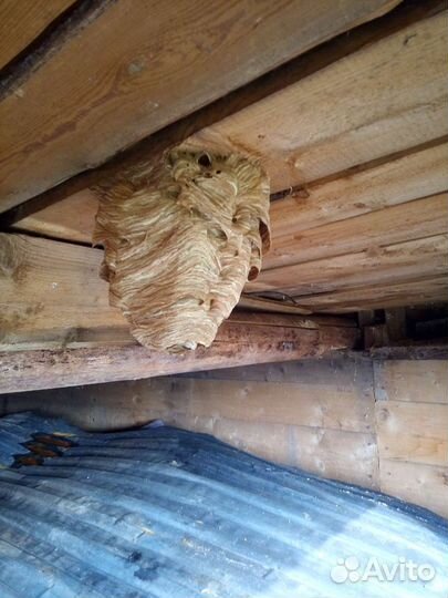 Улий шершней