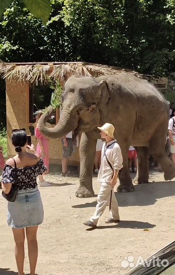 Экскурсия в парк слонов Сочи