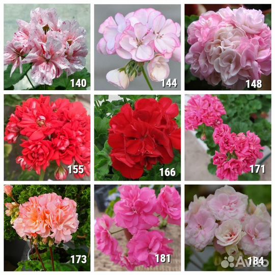 Саженцы Пеларгонии зональной махровой в горшке 8*8