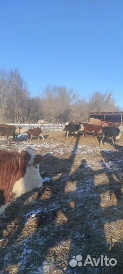 В продаже крс