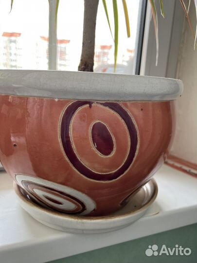 Фикус и драцена с горшком