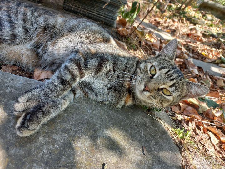 Отдам кошечку в добрые руки