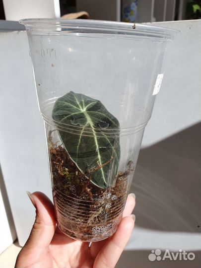 Алоказия блэк вельвет