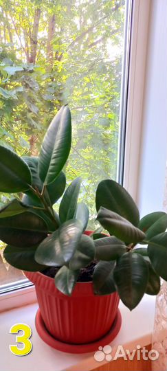 Комнатные цветы