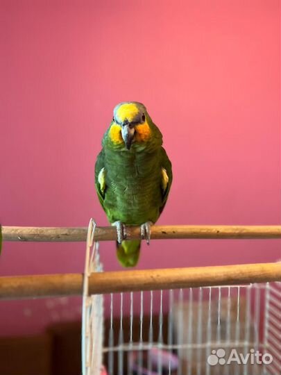 Венесуэльский амазон