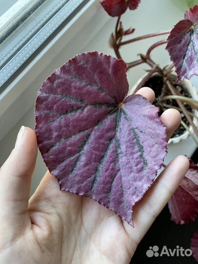 Бегония Martin’s Mystery