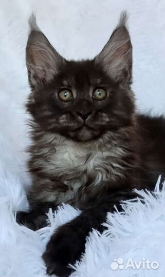 Котята мейн-кун