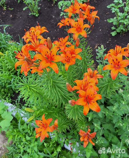 Луковицы лилии