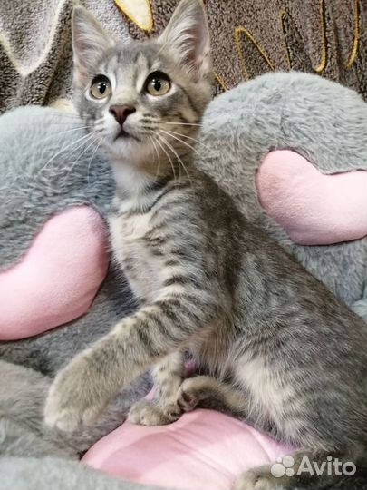 Котенок Игорь, окрас дворянский вискас (серый)