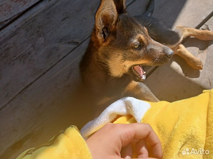 Собаки бесплатно в добрые руки щенки