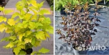 Пузыреплодник калиновидный