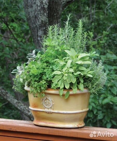 Мяты и пряные травы