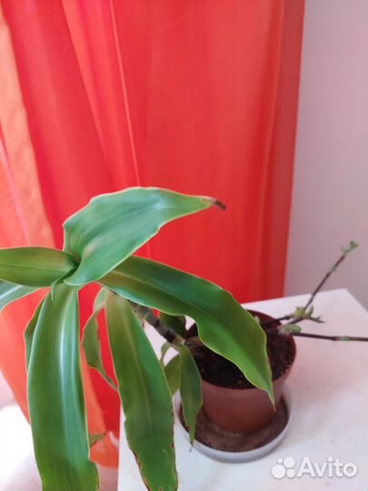 Золотой ус-лечебное растение