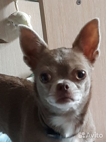 Щенки чихуахуа