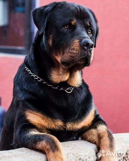 Вязка ротвейлера