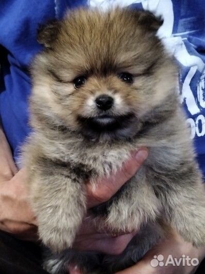 Щенки шпица