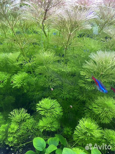 Перистолистник матогросский красный