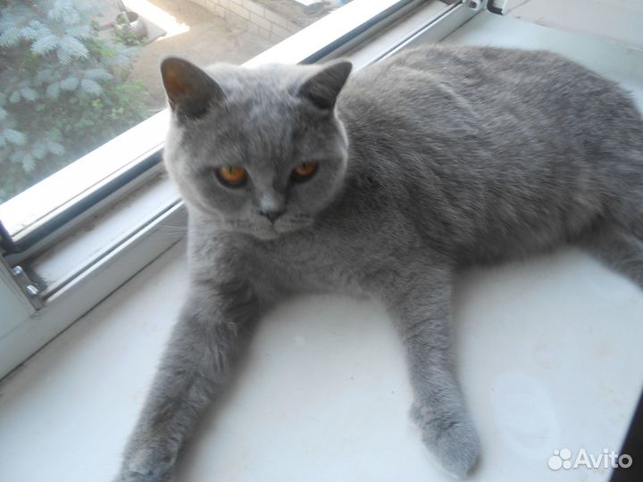 Британские котята 2 месяца