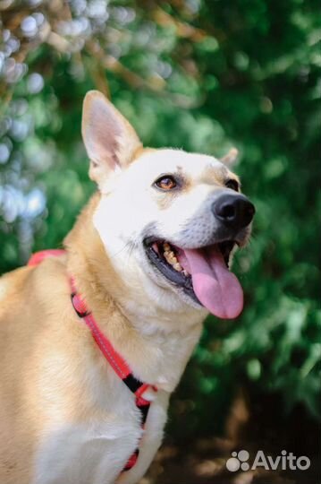 Лис - пёс золотого окраса ждёт свою семью в приюте