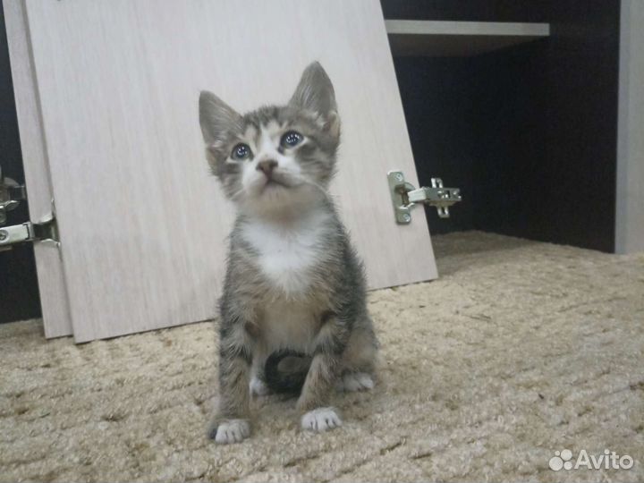 Два бездомных конетка