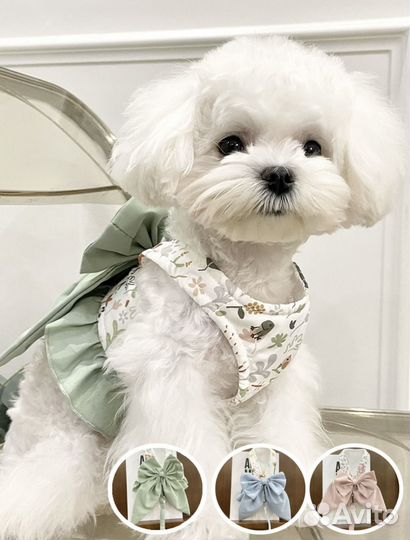 Шлейка платье для маленьких собак