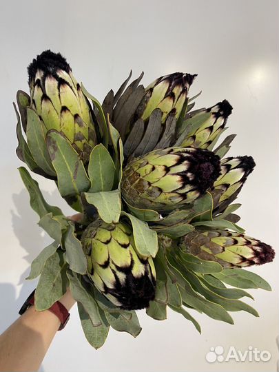 Букет из протеи