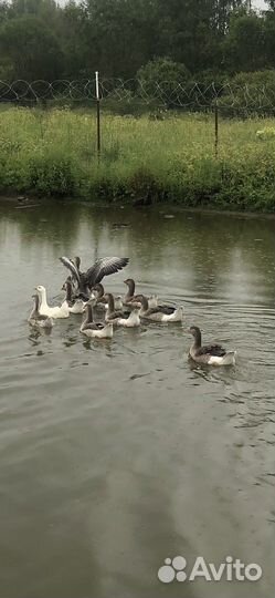 Гусята